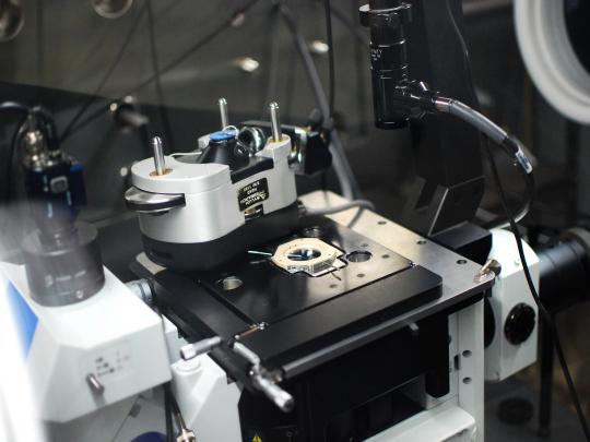 lab