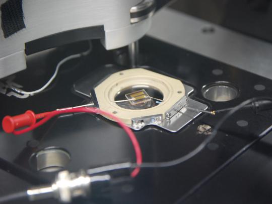 lab
