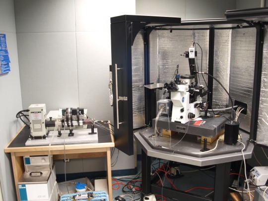 lab